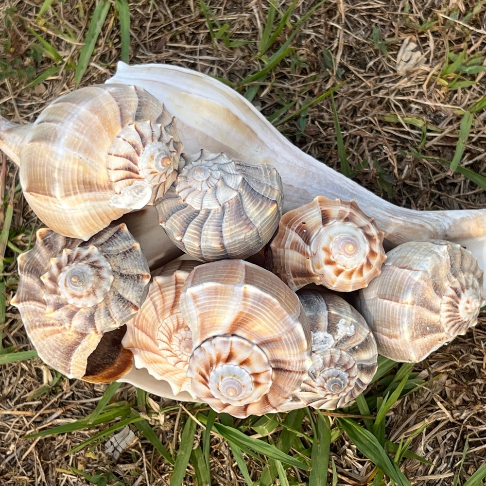 Natural Seashell Collection, set of 5 Florida lightning whelk shells 3”-12” - Picture 4 of 7